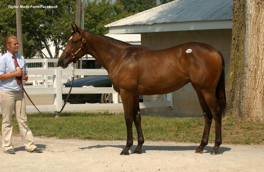 Taylor Made consigned Point Ashley as a yearling in the Keeneland 2006 September sales where she sold for $115,000. (Taylor Made Farms/Facebook)