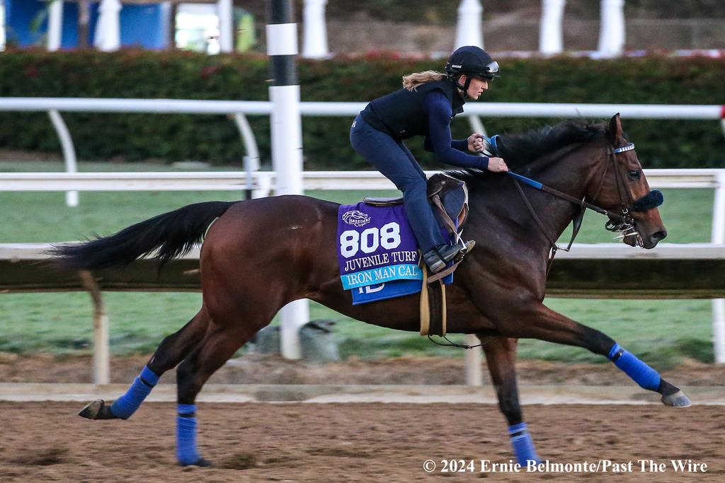 Iron Man Cal in a pre-Breeders' Cup work. (Ernie Belmonte/PastThe Wire)