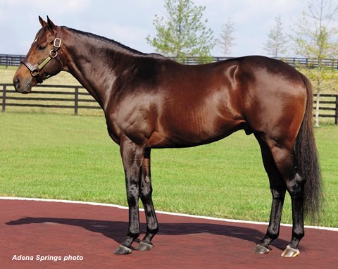 Ghostzapper will moved to Canada fin 2025 for what will likely be his final season at stud. (Adena Springs photo)