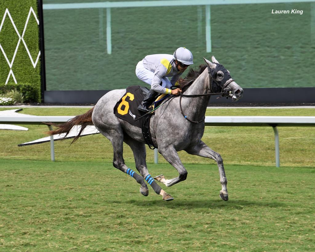 Lennilu the Royal Palm Fillies (Lauren King)