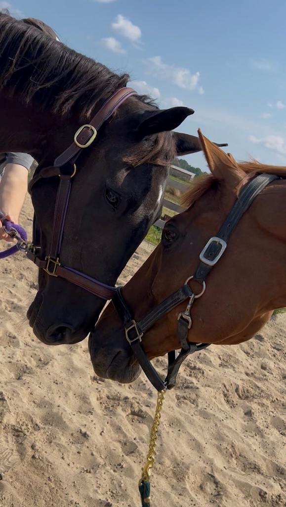 Klaus’ first-time meeting Nycola’s mare, Lucy. (Photo courtesy of Nycola Penfold)