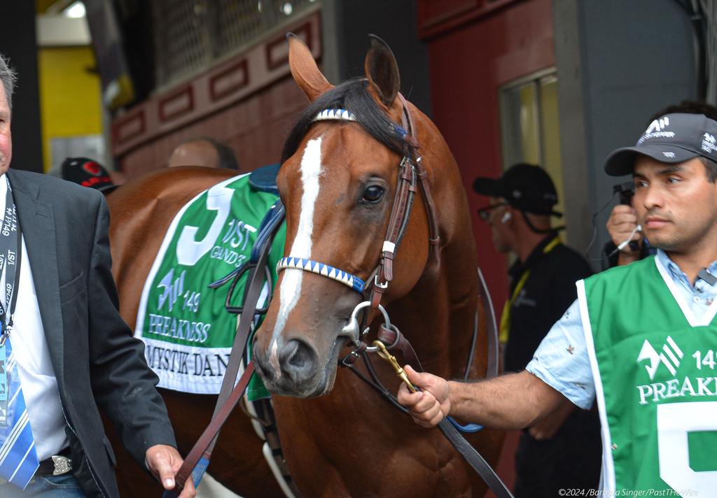 Mystik Dan leaves the Pimlico paddock for the Preakness post parade. (Barbara Singer/Past The Wire)