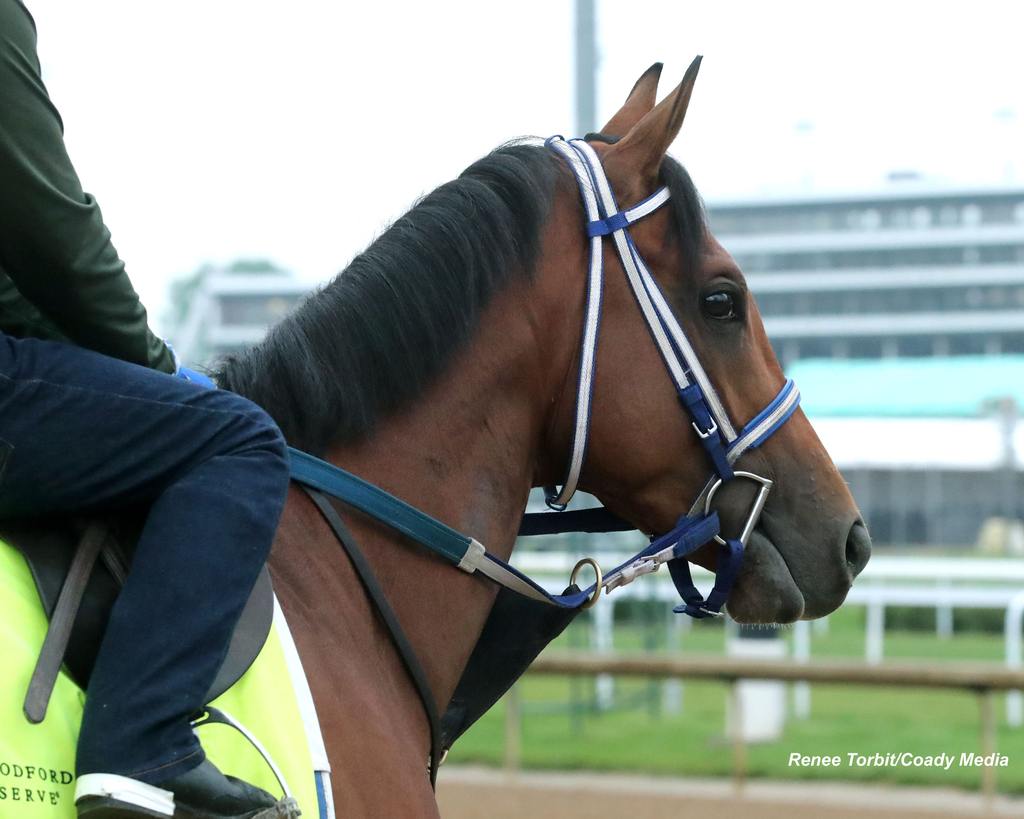 Mystik Dan this morning at Churchill Downs. (Renee Torbit/Coady Media)