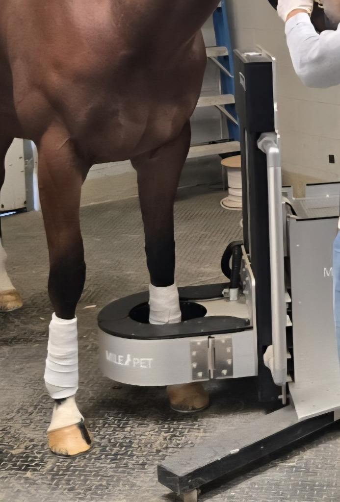Pet Scan of a horse's leg. (Santa Anita Photo)