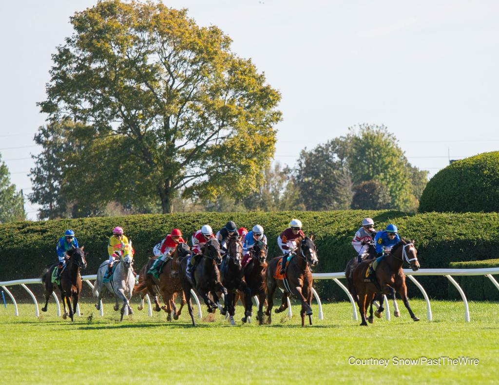 Charlie's trees. (Courtney Snow/Past The Wire)