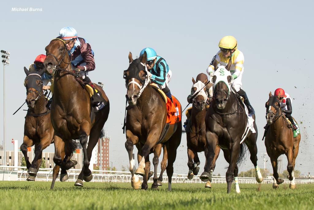 The fierce field. (Michael Burns)