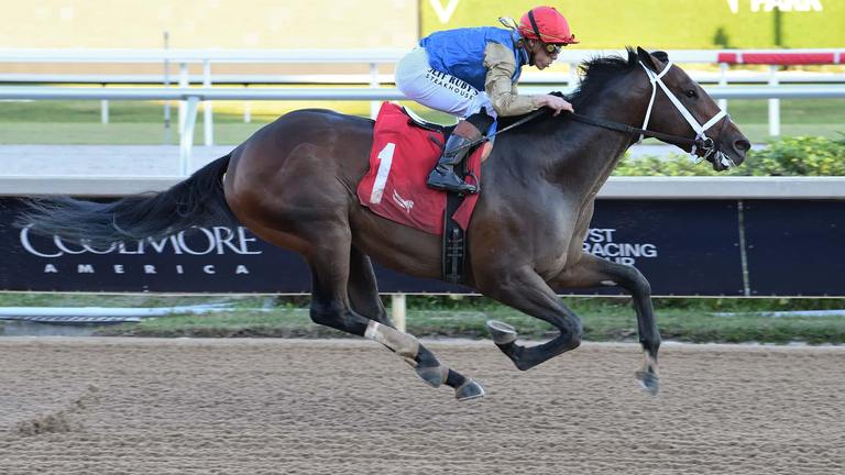 Commandment in the Mucho Macho Man, Gulfstream Park Photo
