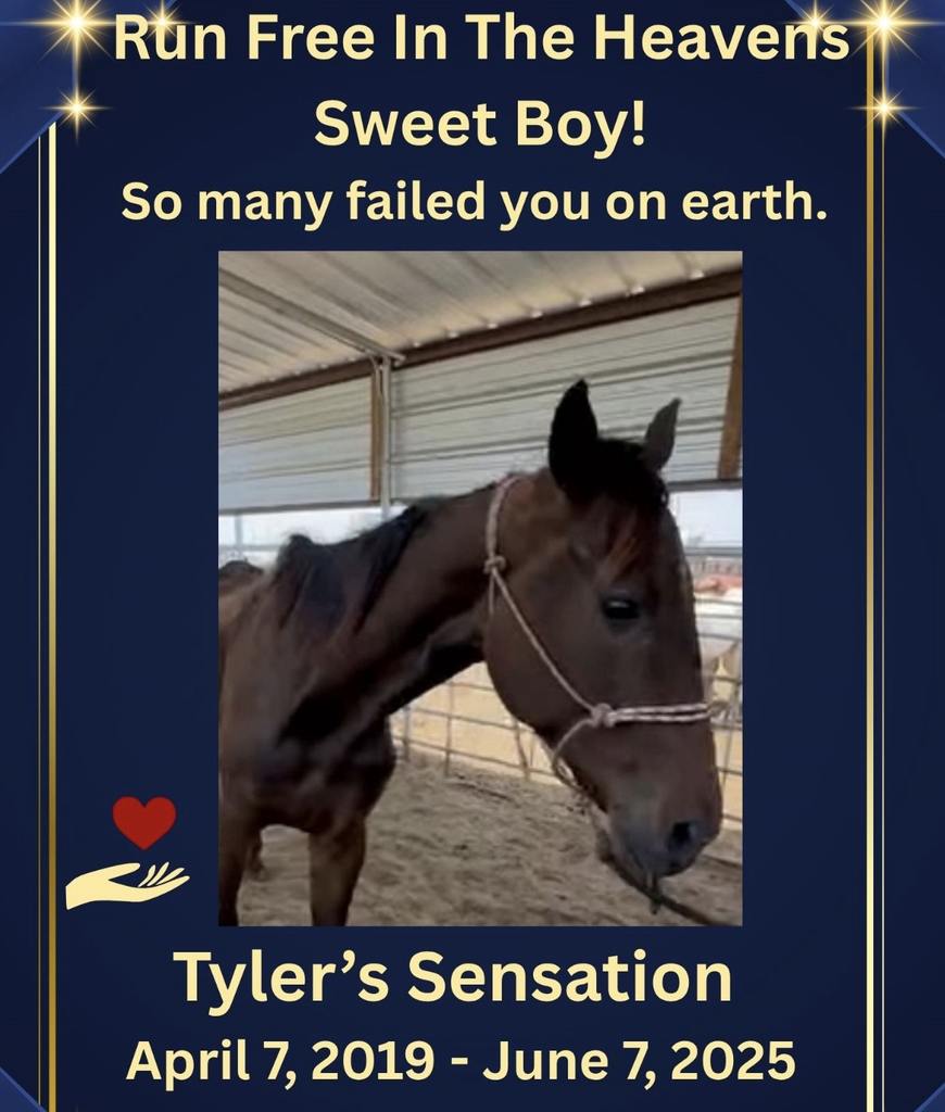"Tyler's Sensation, failed by the Thoroughbred Industry"